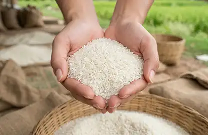 Basmati & Non Basmati Export
